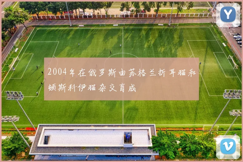 2004年在俄罗斯由苏格兰折耳猫和顿斯科伊猫杂交育成
